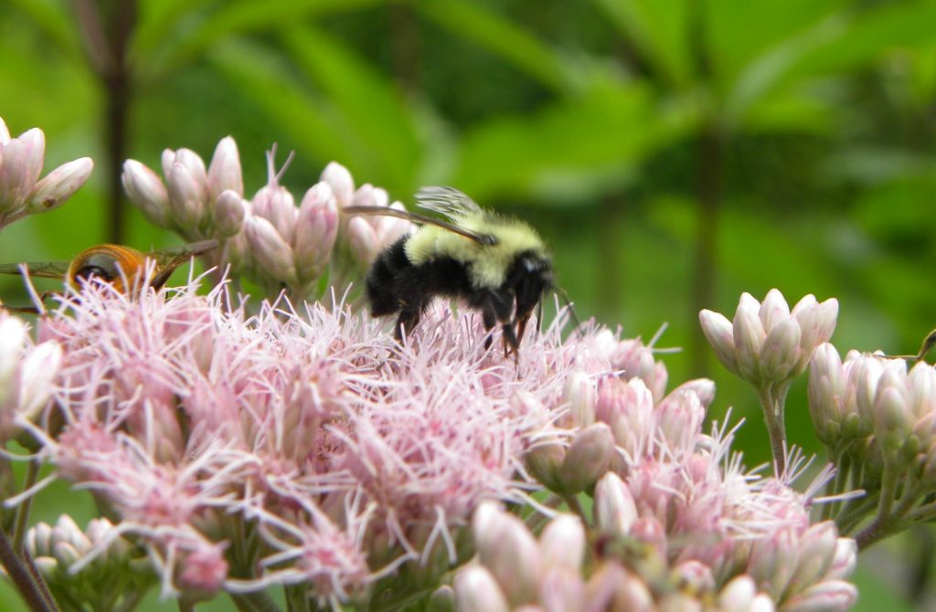 The Bumble Bee, is another pollinator in the wild. It is also a favorite for hot house tomatoes. Here she collects pollen and/or nectar from Joe Pye Weed.