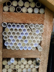 mason bees